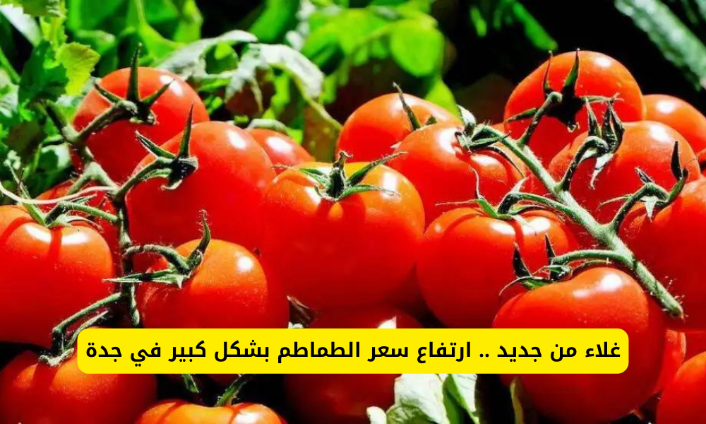 سعر الطماطم بجدة