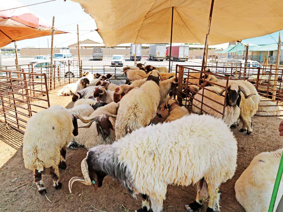 أسعار المواشي في السعودية