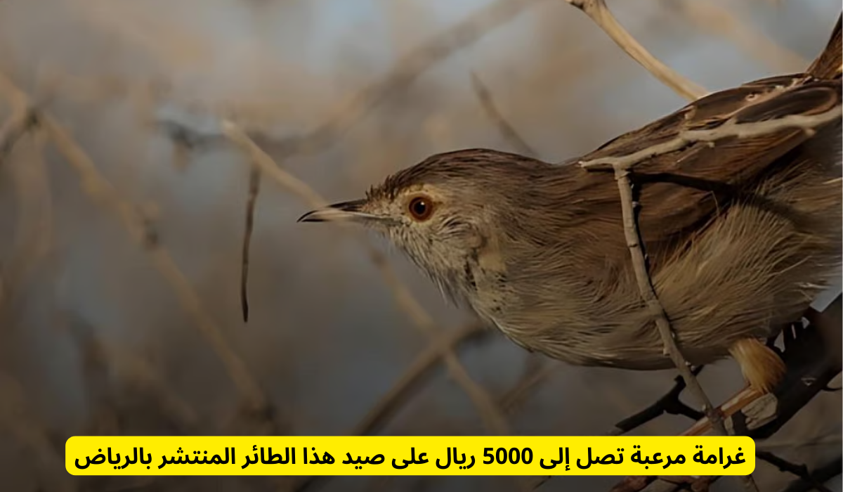 غرامة صيد الكروان