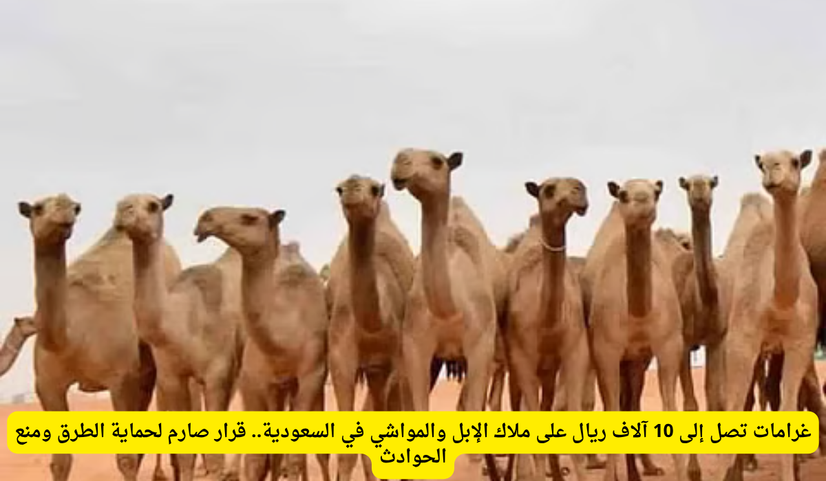 غرامة عبور المواشي الطرق